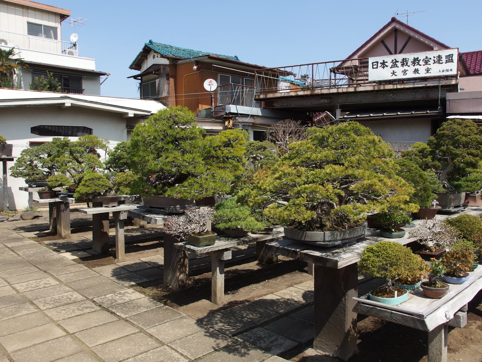 Rows of bonsai on display benches at a nursery in Omiya Bonsai Village, Japan