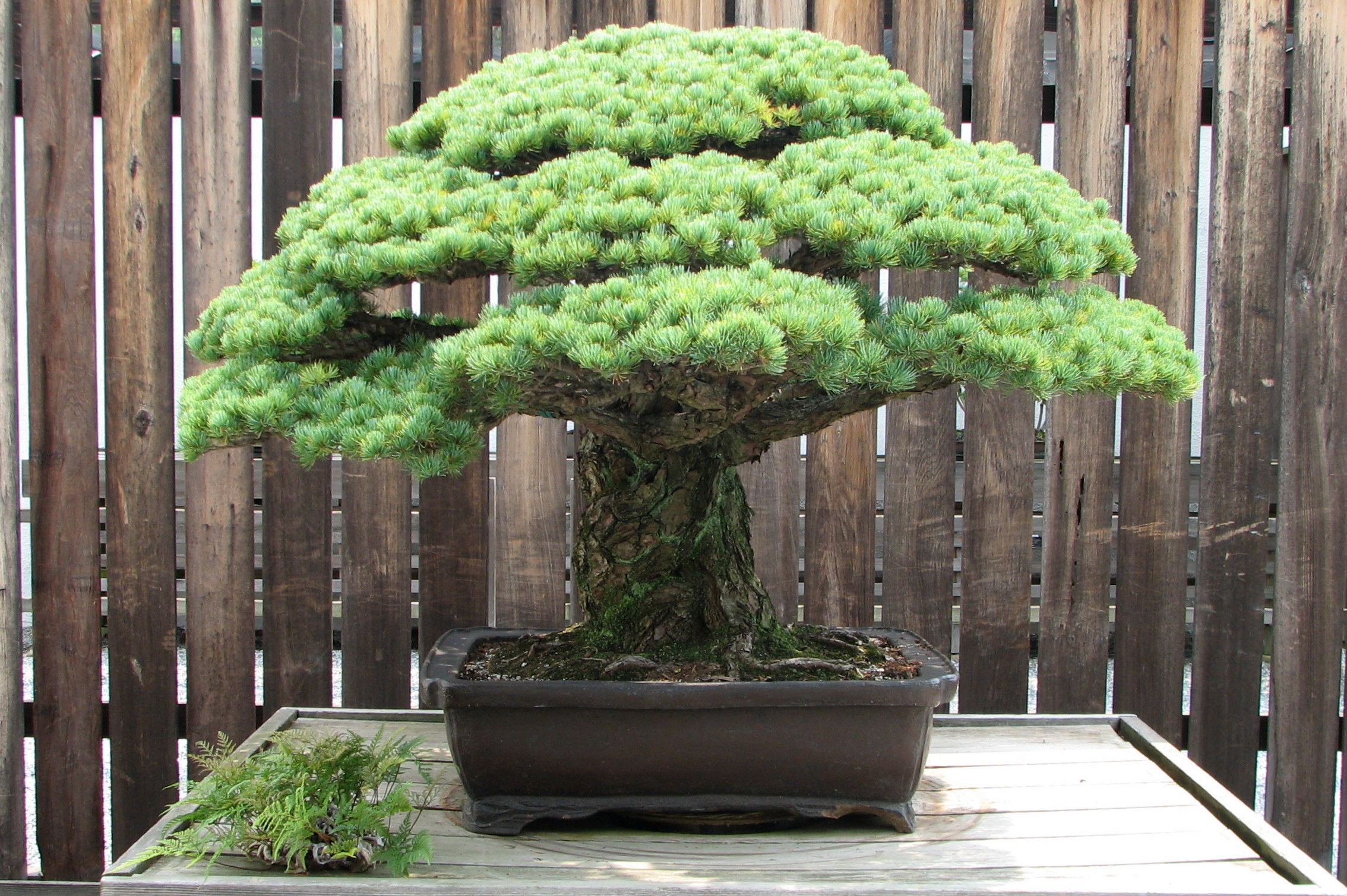 The Yamaki Pine, a Japanese white pine bonsai in training since 1625, at the National Bonsai & Penjing Museum