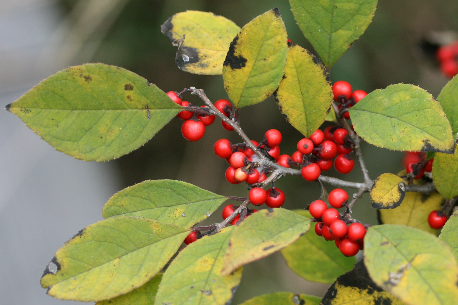Clusters of small red umemodoki berries along a leafy branch in autumn