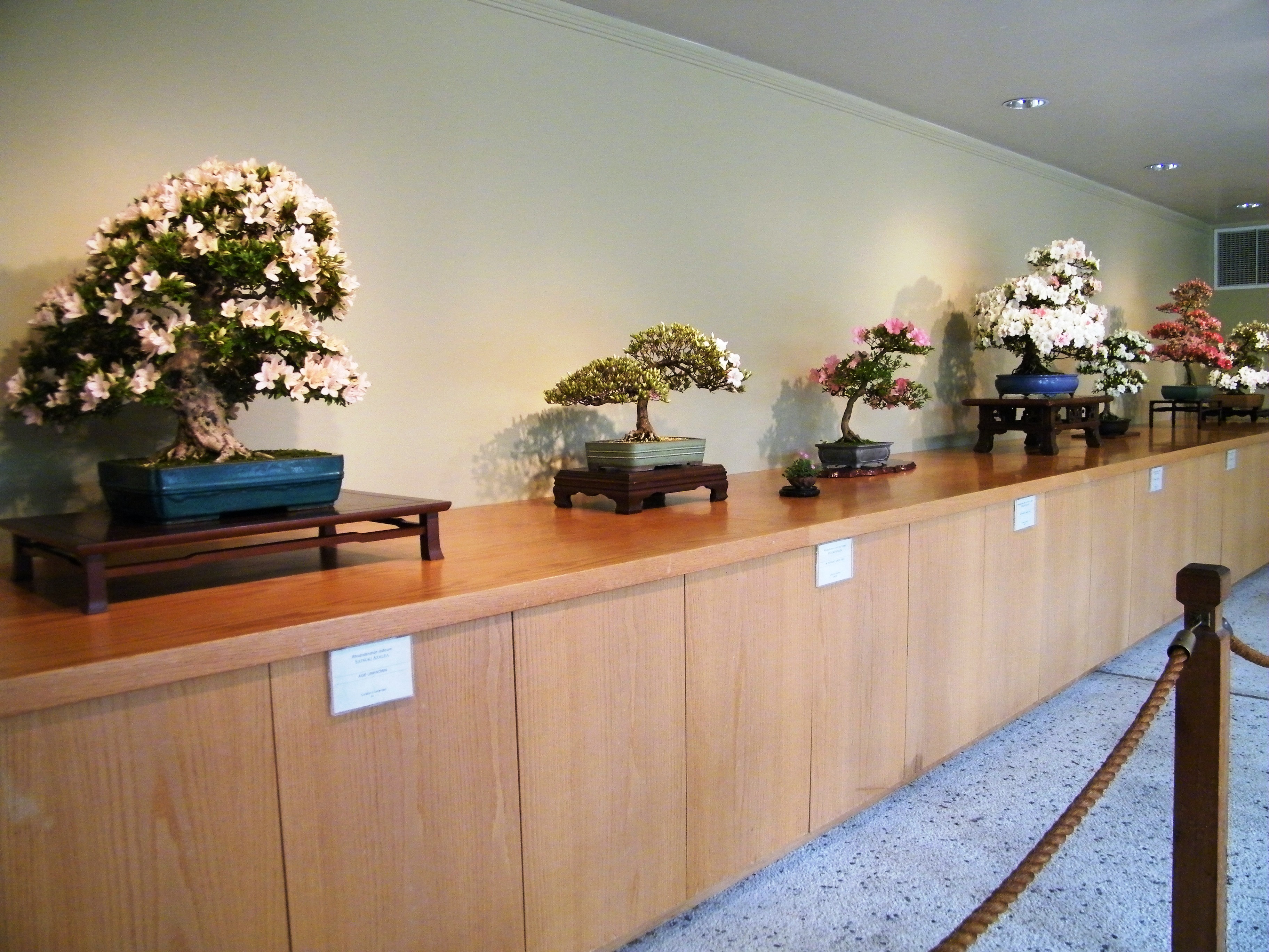Satsuki azalea bonsai in full bloom at the National Bonsai and Penjing Museum