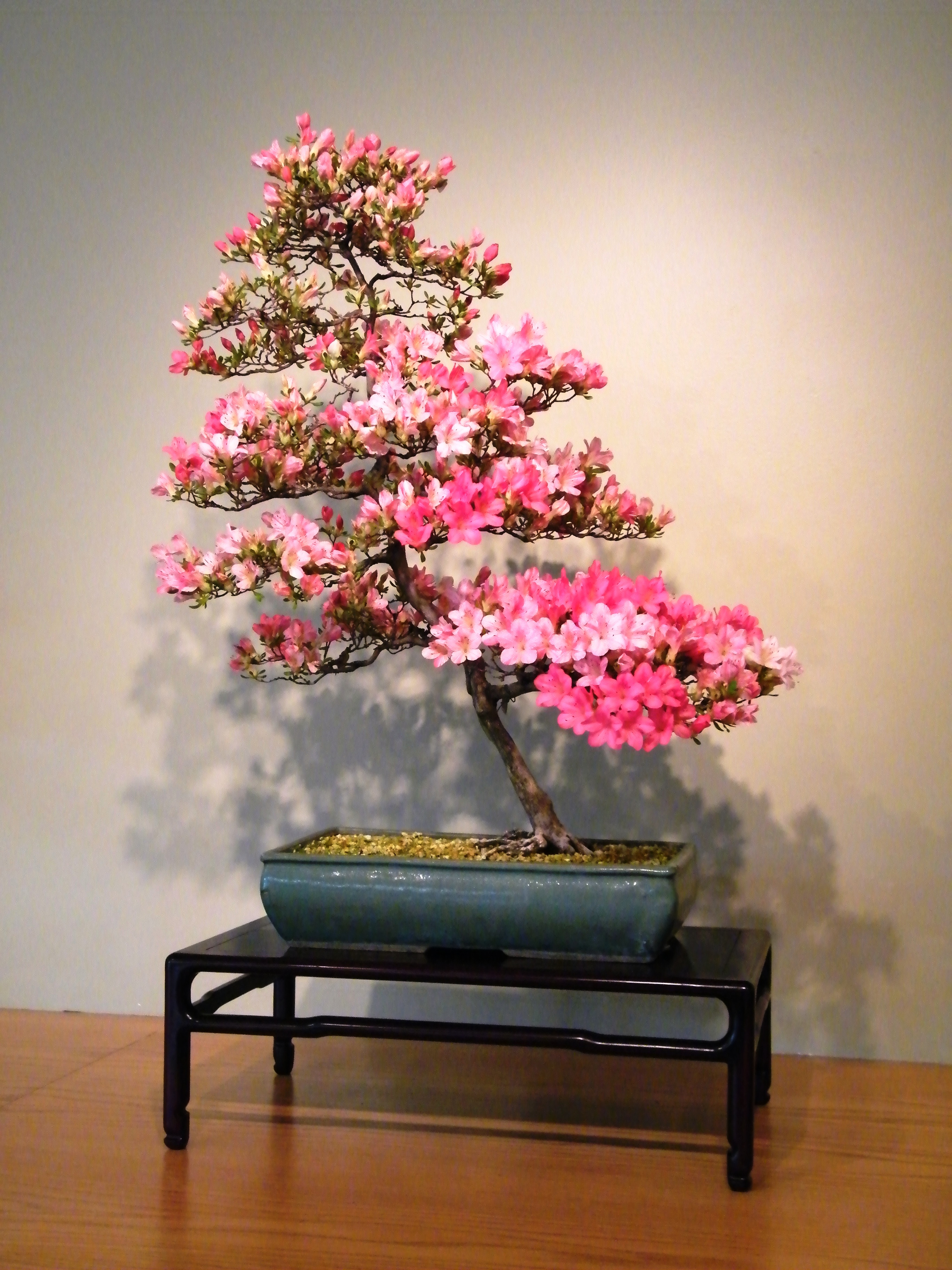 A single satsuki azalea bonsai blooming in red in a ceramic pot