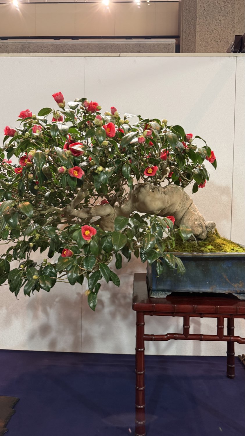 A camellia flower bonsai blooming in red