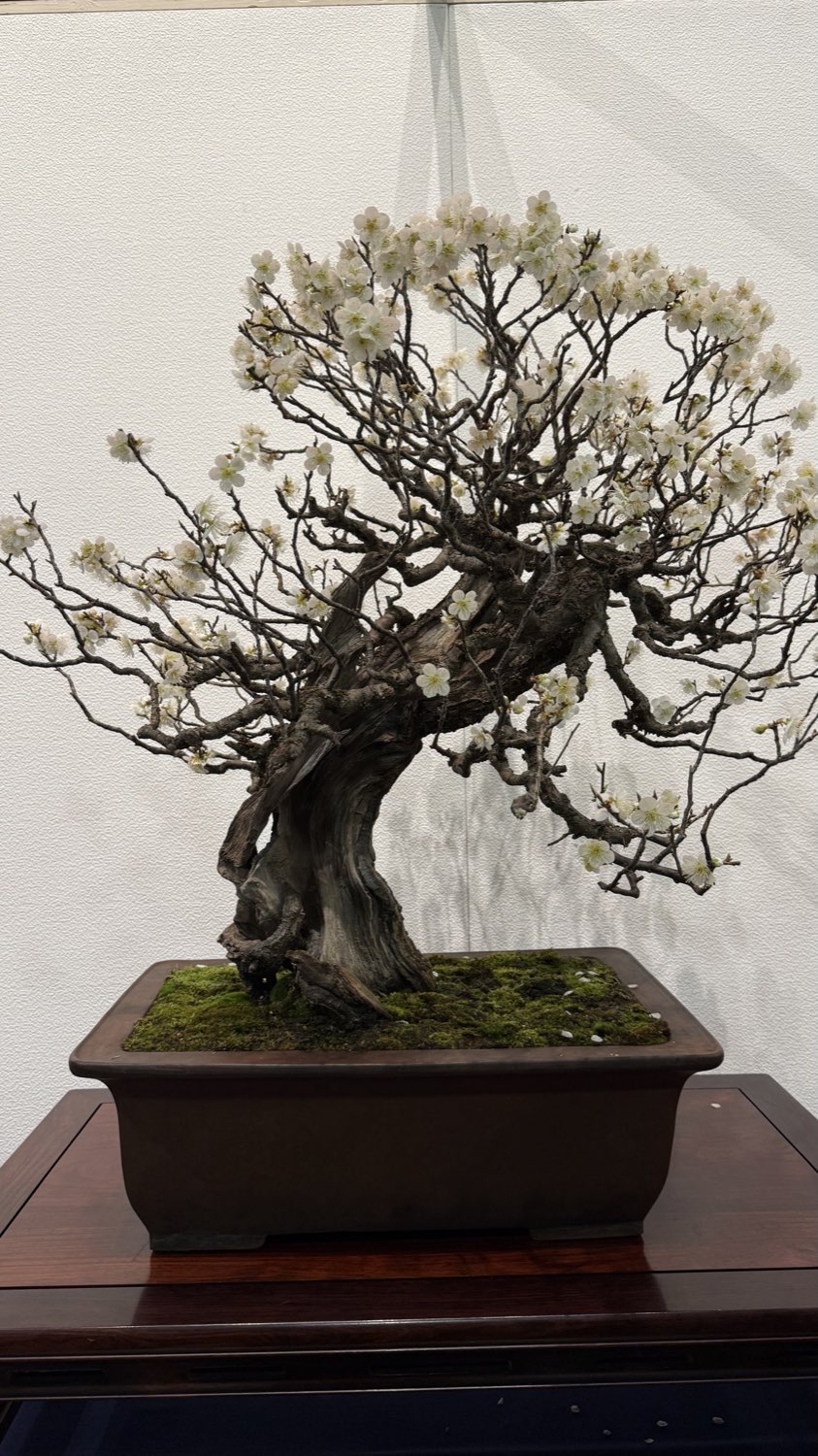 An old plum flower bonsai in full bloom after a year of waiting