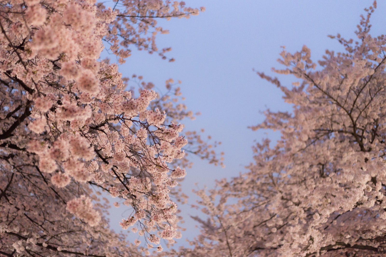 満開の桜の枝