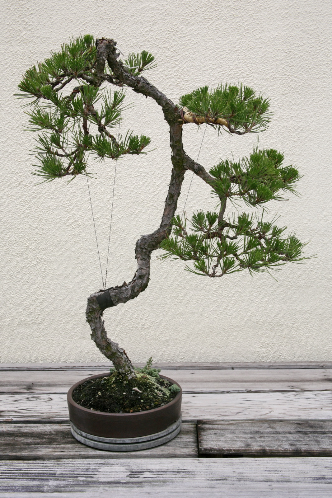 A Japanese black pine bonsai in training, raffia wrapped around one branch and thin guy-wires anchoring other branches toward the pot