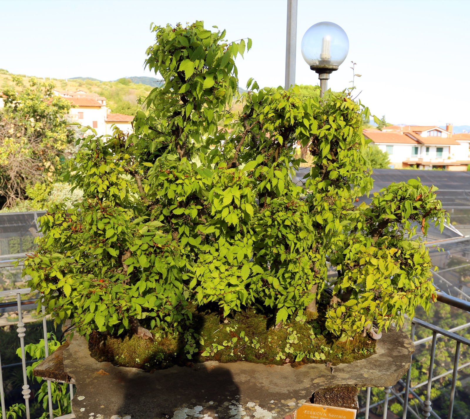 A Japanese zelkova bonsai forest planting, several separate trunks of varying height arranged in one shallow pot