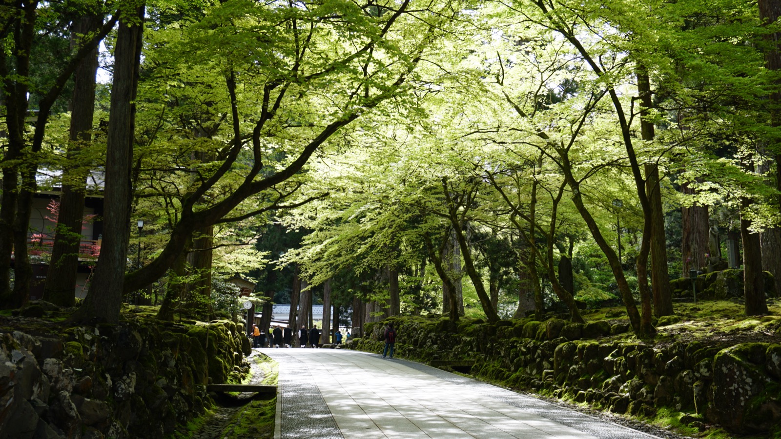 福井県にある曹洞宗の修行道場、永平寺の参道。杉並木に囲まれた石畳が続く