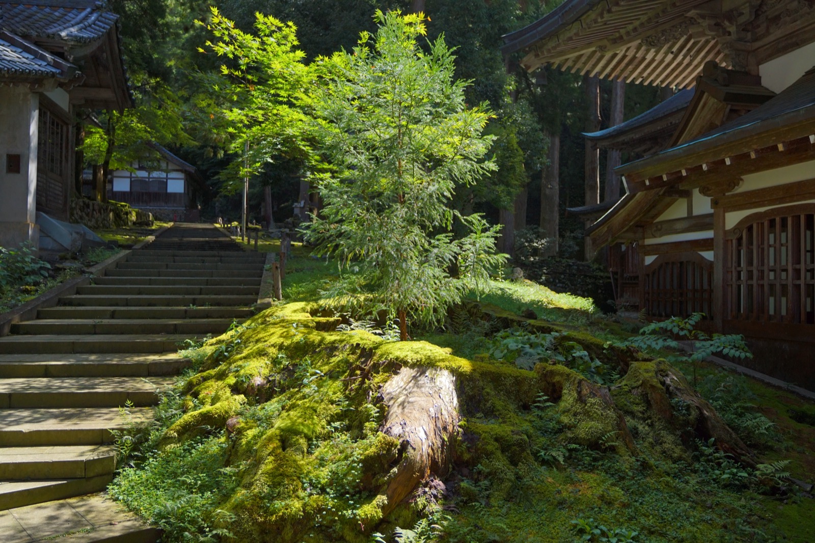 永平寺境内に残る杉の古い切り株と、そのそばに育つ若い杉の木
