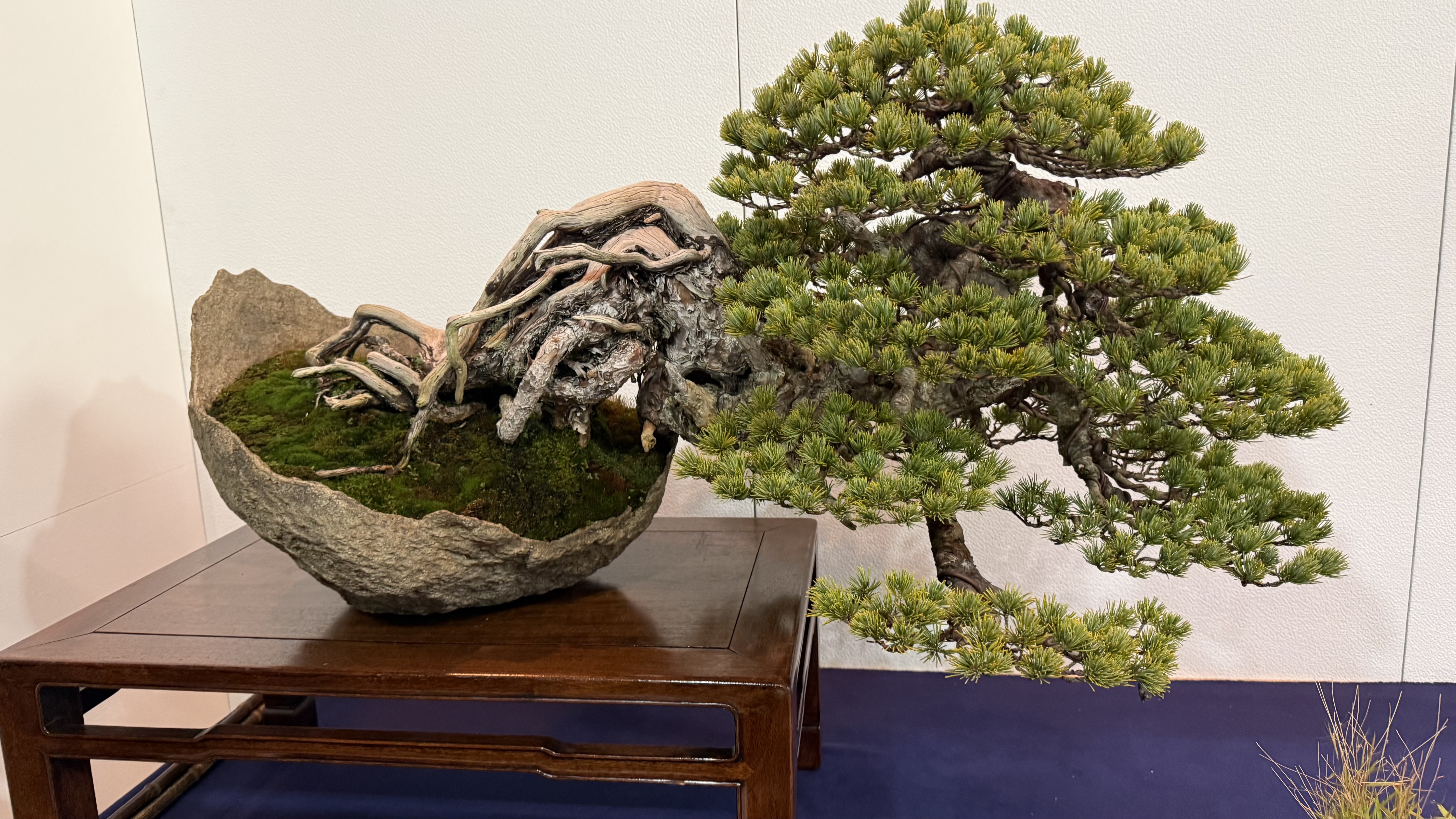 Cascade-style Japanese white pine (goyomatsu)