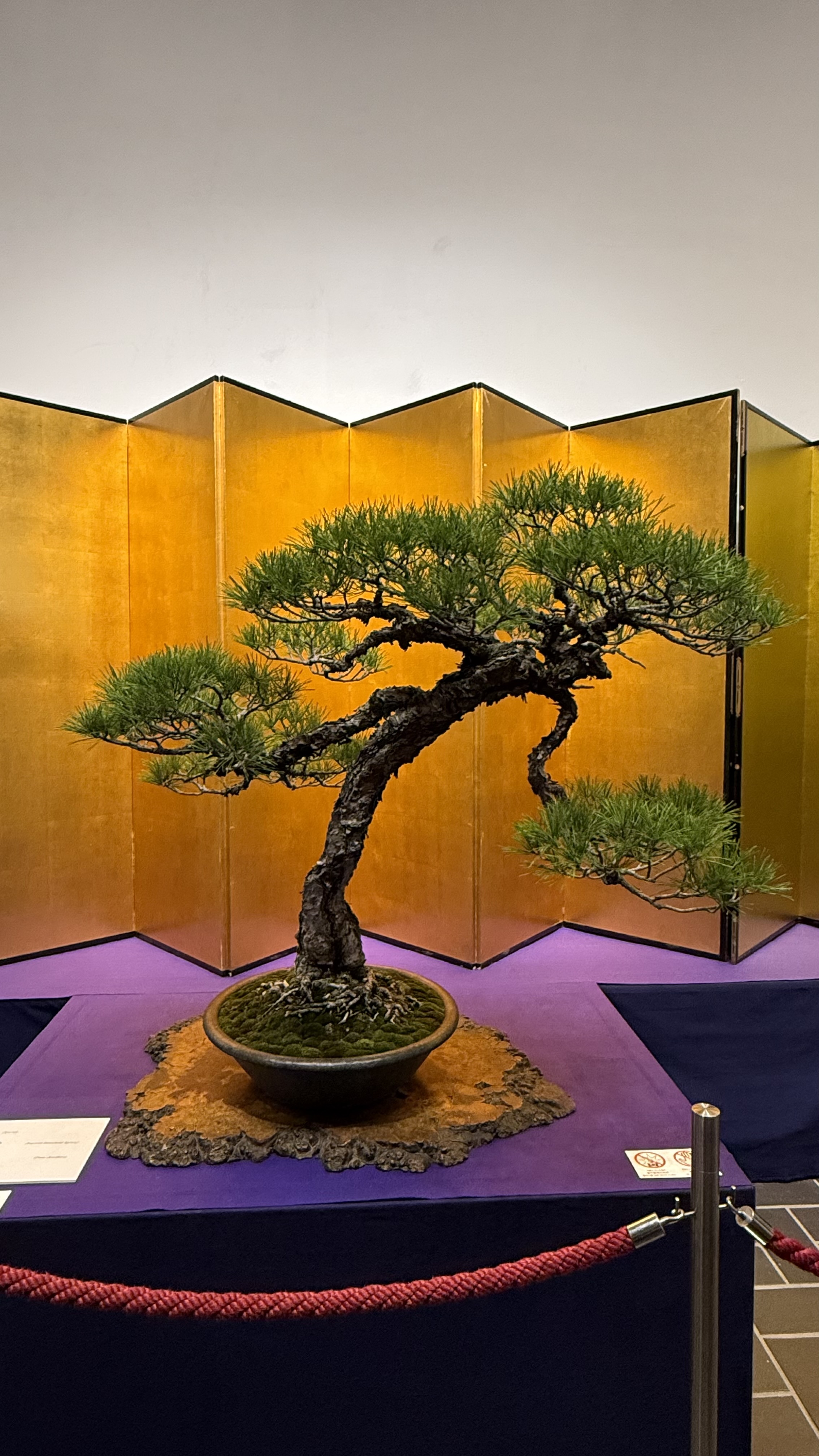 皇居の赤松（宮内庁出品）