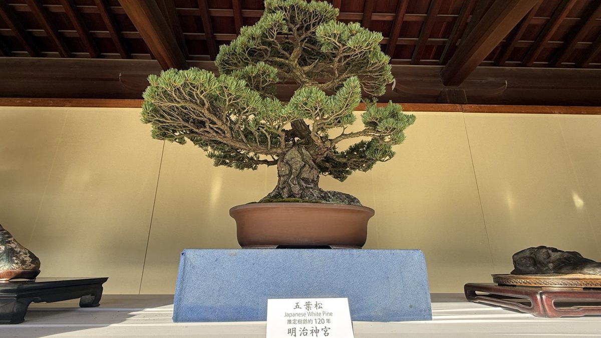 Meiji Jingu's own Japanese five-needle pine bonsai, around 120 years old