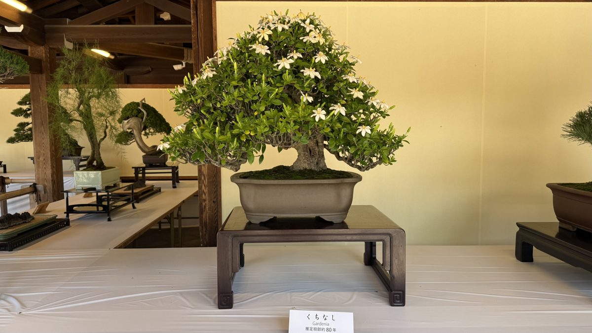 A flowering gardenia bonsai at the exhibition