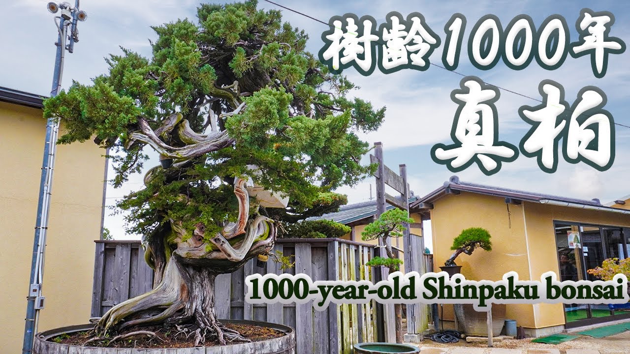 舩山コレクションを代表する千年の巨大な真柏
