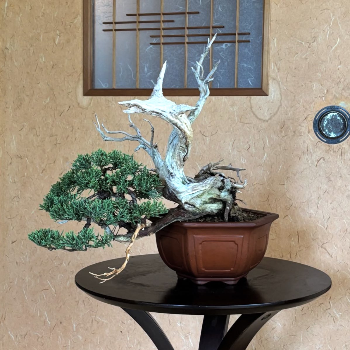 MKT-002 Shimpaku Juniper, 40 years, half-cascade