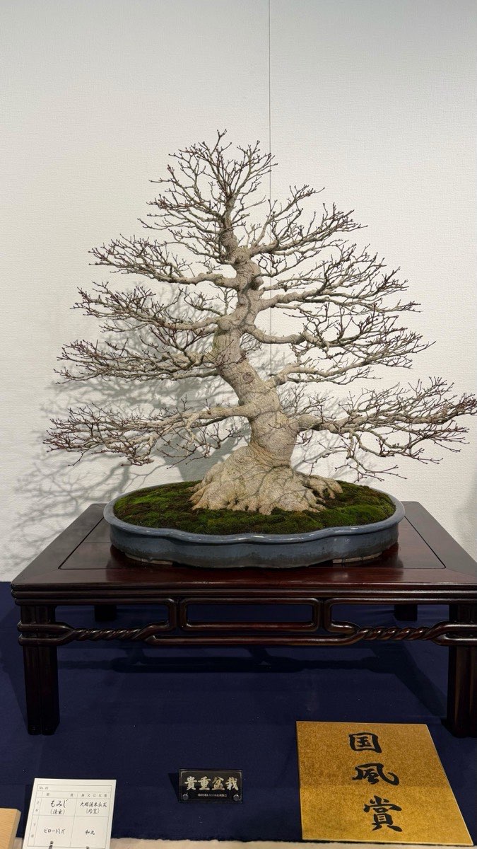 Kokufu Prize deciduous bonsai in winter — bare branch structure