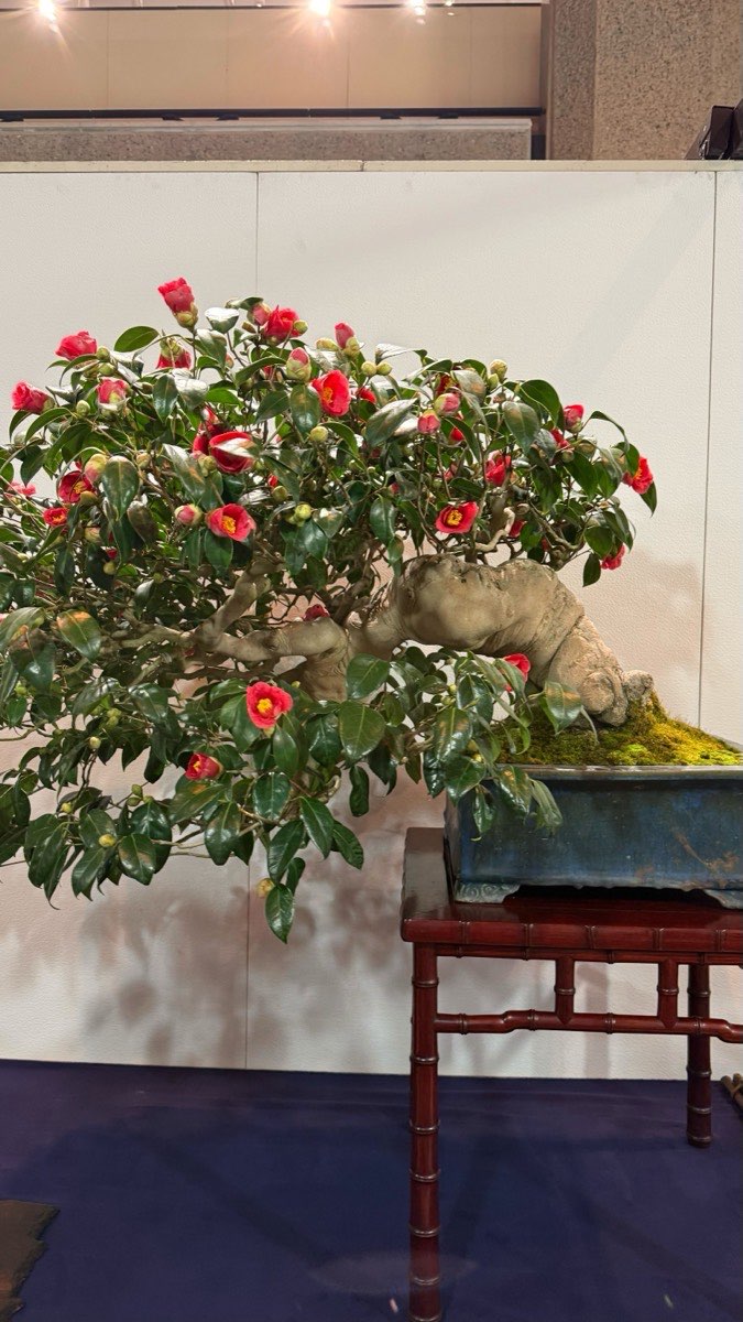 Camellia bonsai in full bloom