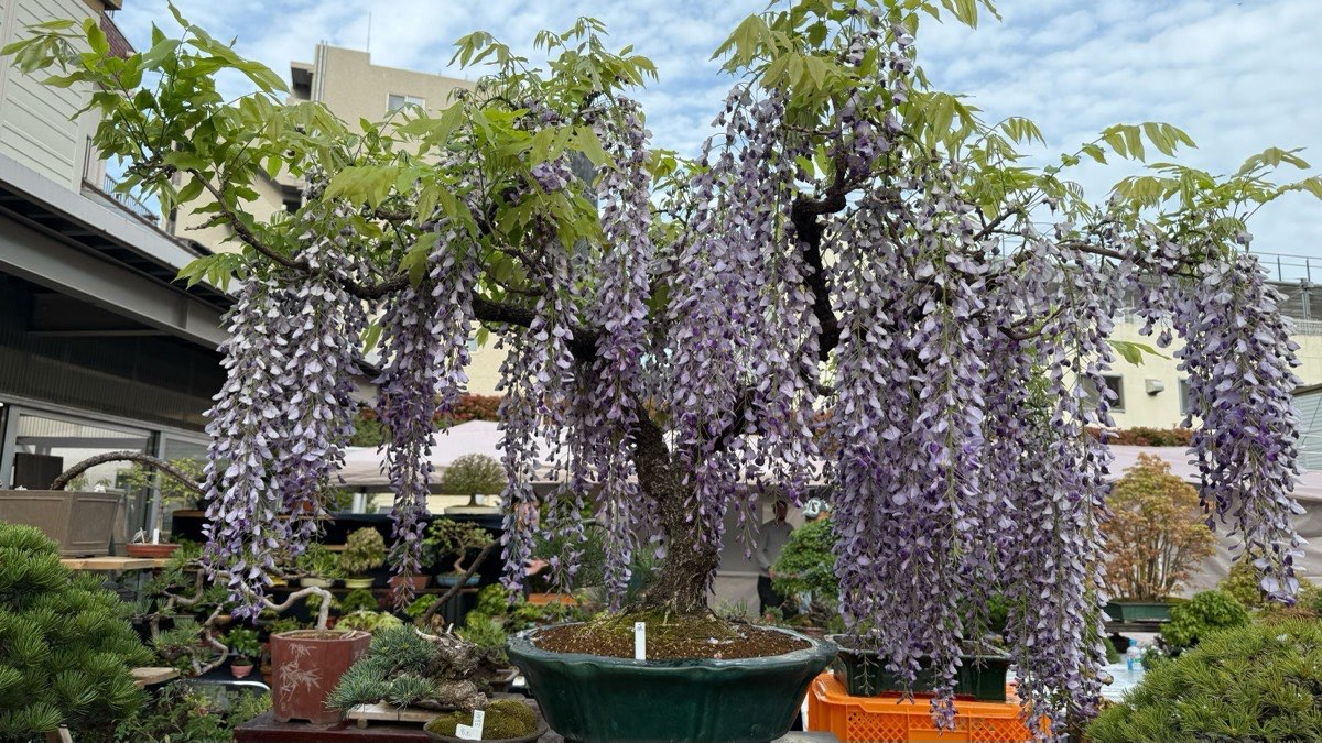 Wisteria bonsai — symbol of the seasons