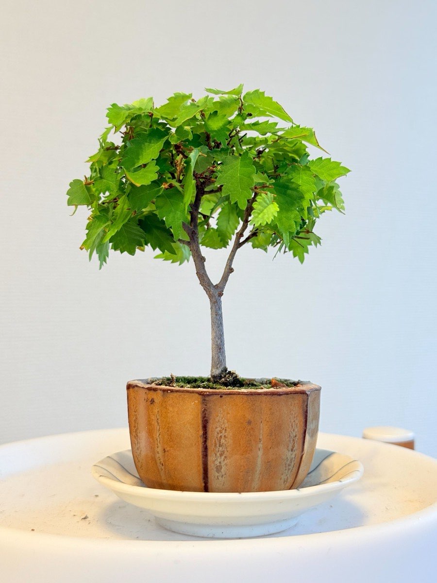 Young zelkova (keyaki) bonsai