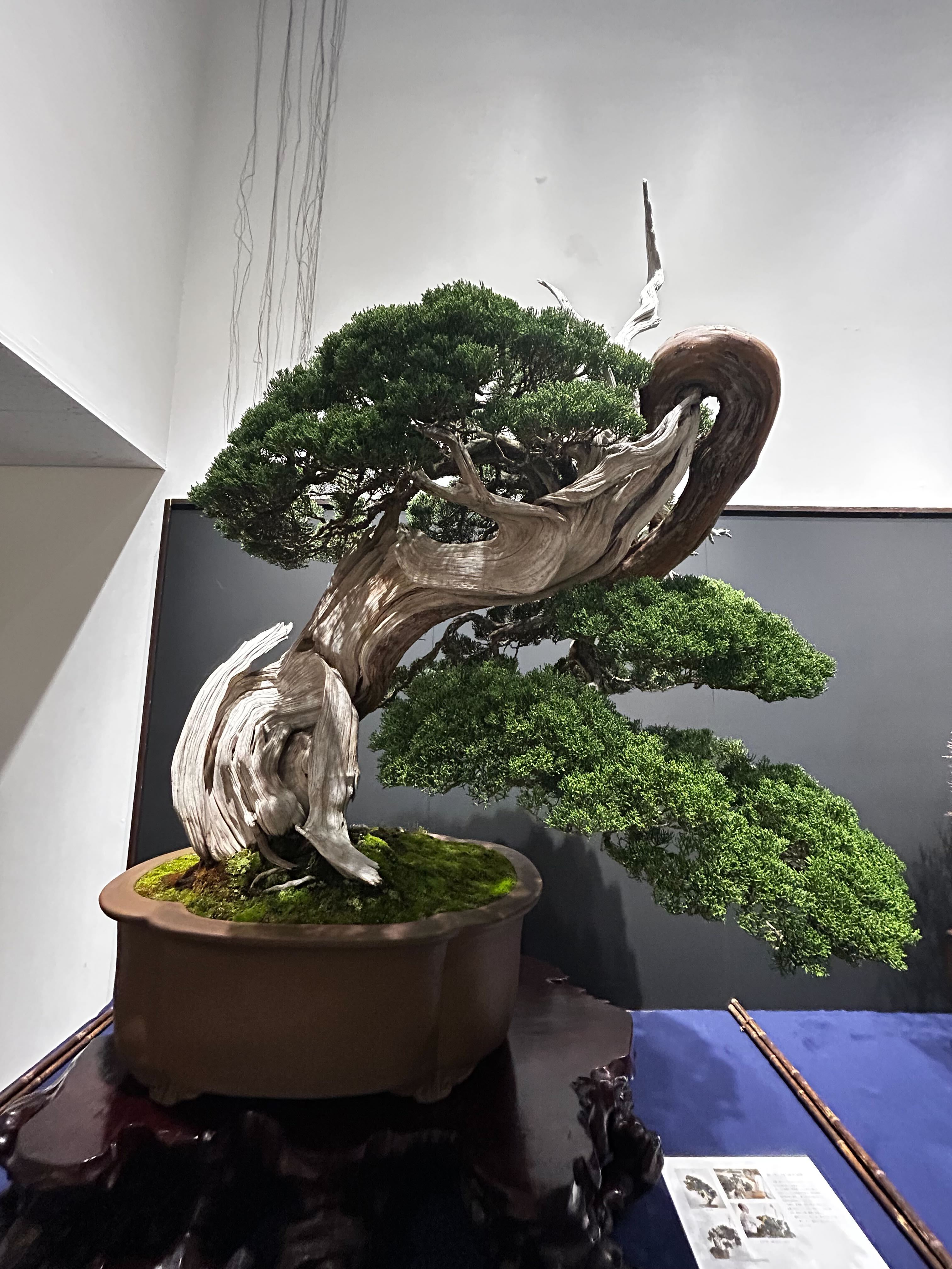 真柏 銘「北斎」