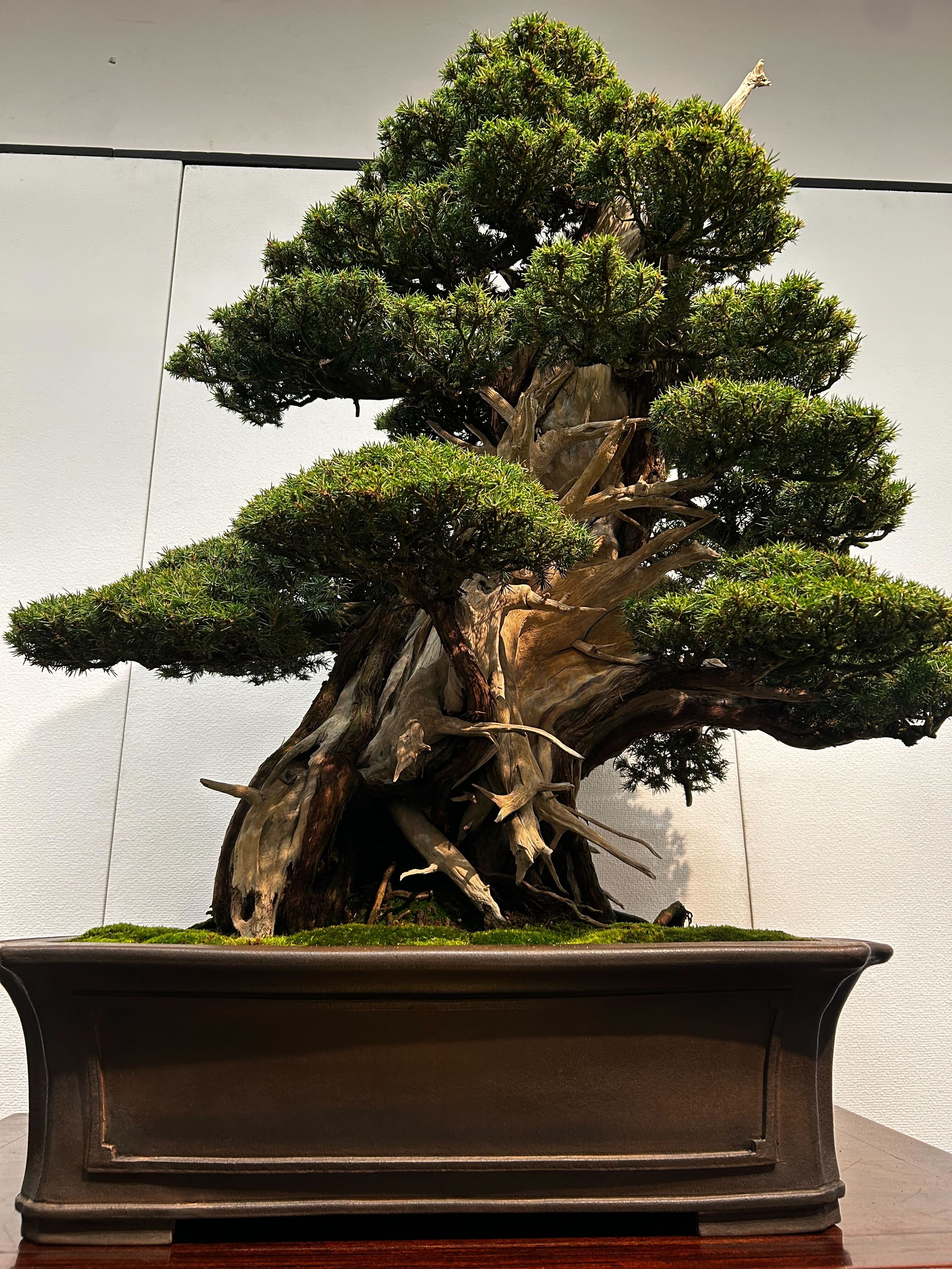 杜松（昇龍を思わせる樹形）